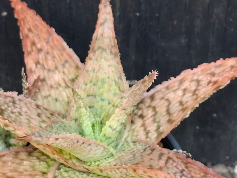 Aloe hybrid 'Pluto' succulent plant Australia