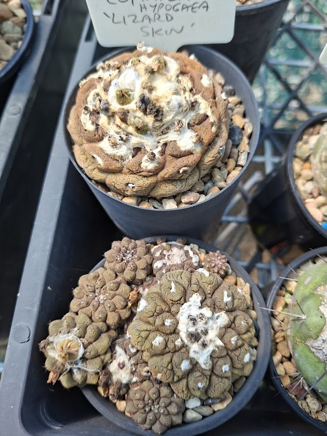 Parents - copiapoa lizard skin