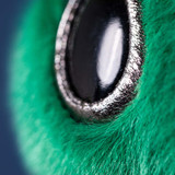 Zyllan Alien, View 1