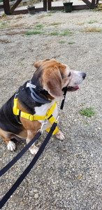 Comfort Trainer Head Halter Size 6