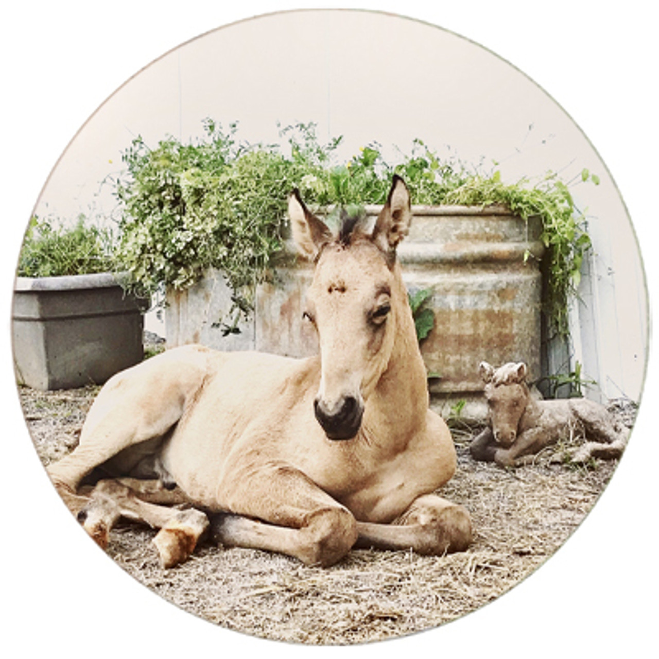 Young Buckskin Foal