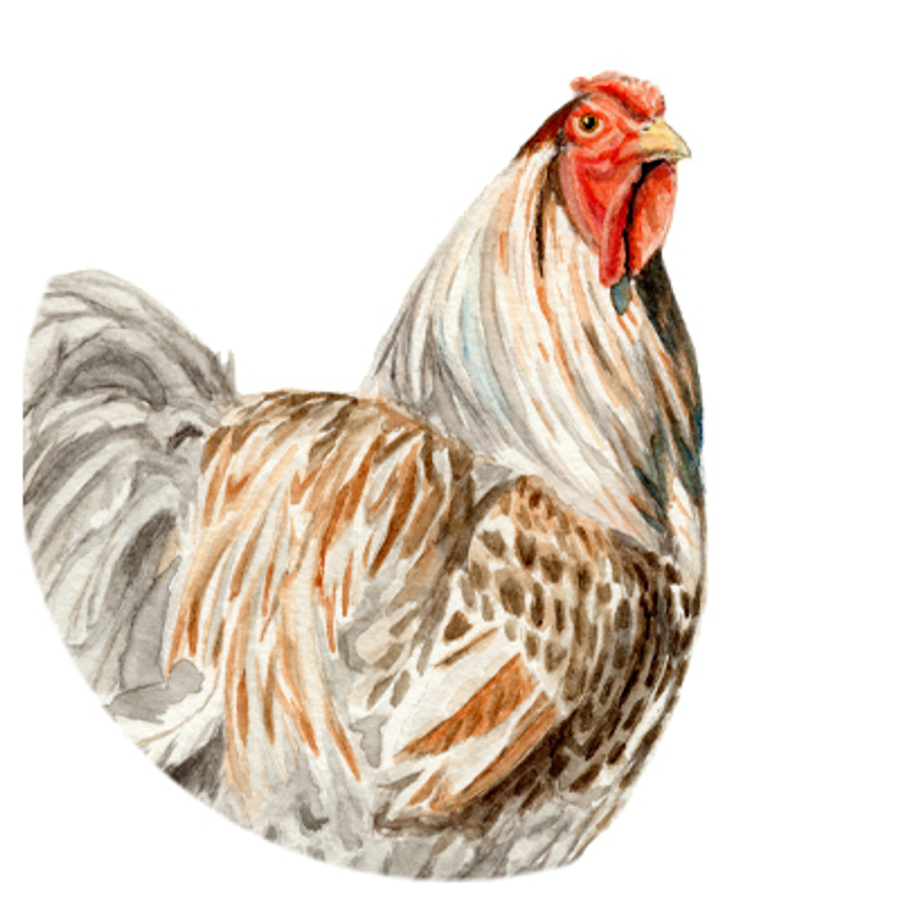 Rooster Watercolor Art
