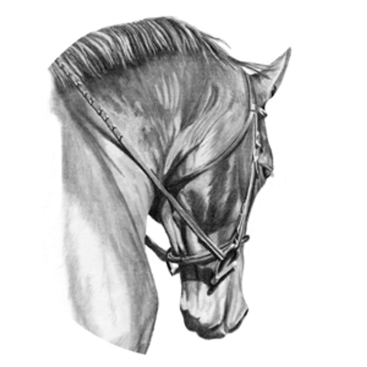 Graphite Horse Head "Collected"