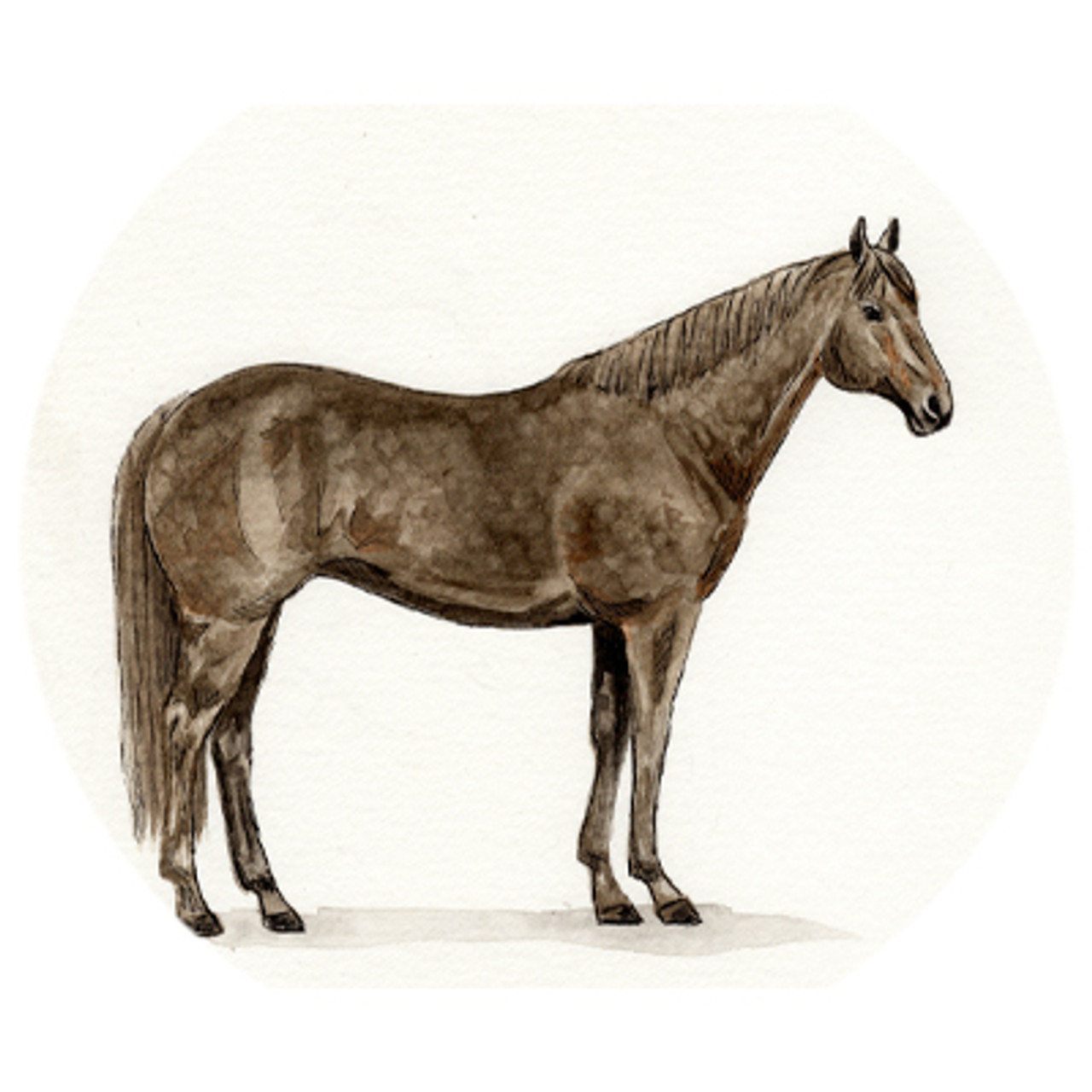 Quarter Horse Watercolor