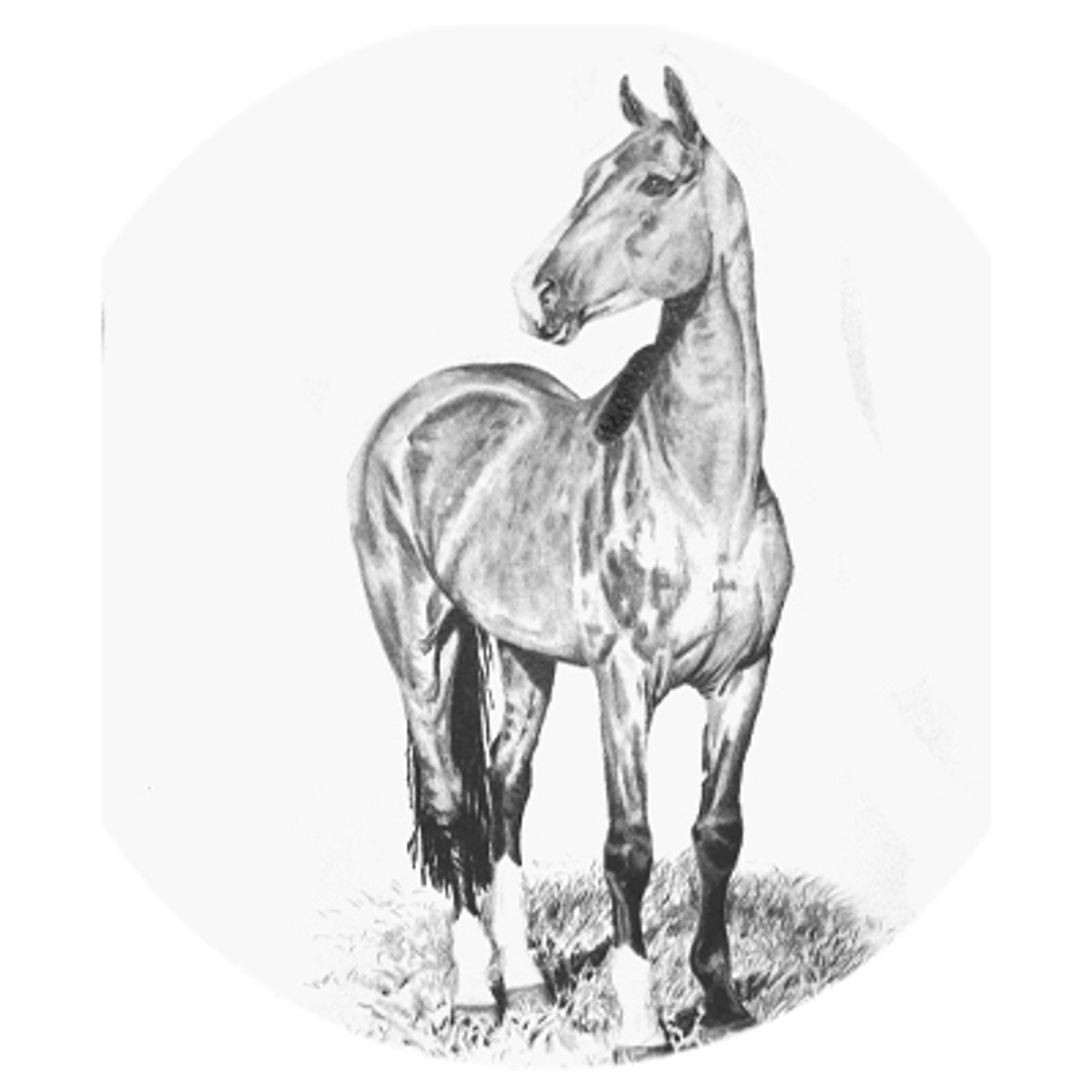 Graphite Akhal-teke Stallion Sengar