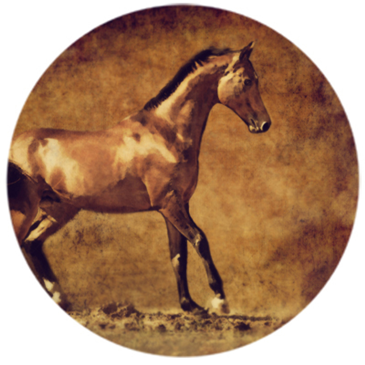 Rustic Akhal-Teke Stallion