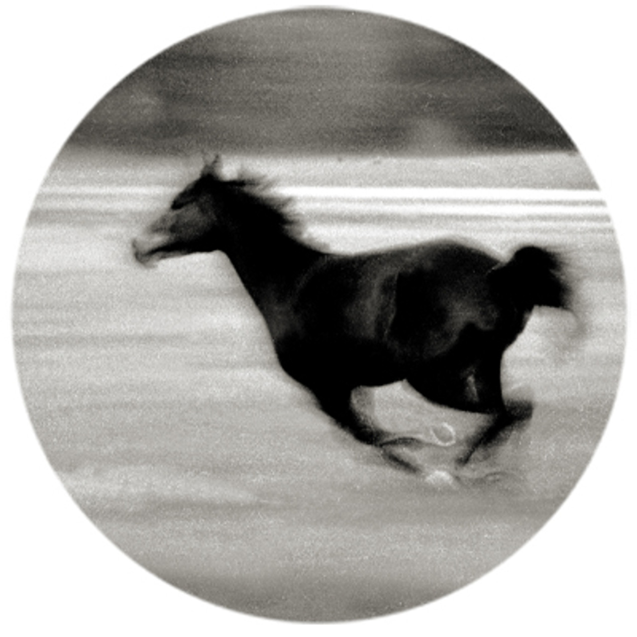 Black and White Galloping Horse