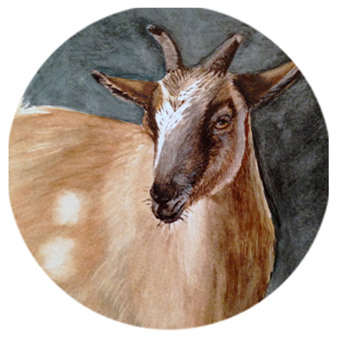 Pygmy Goat Watercolor