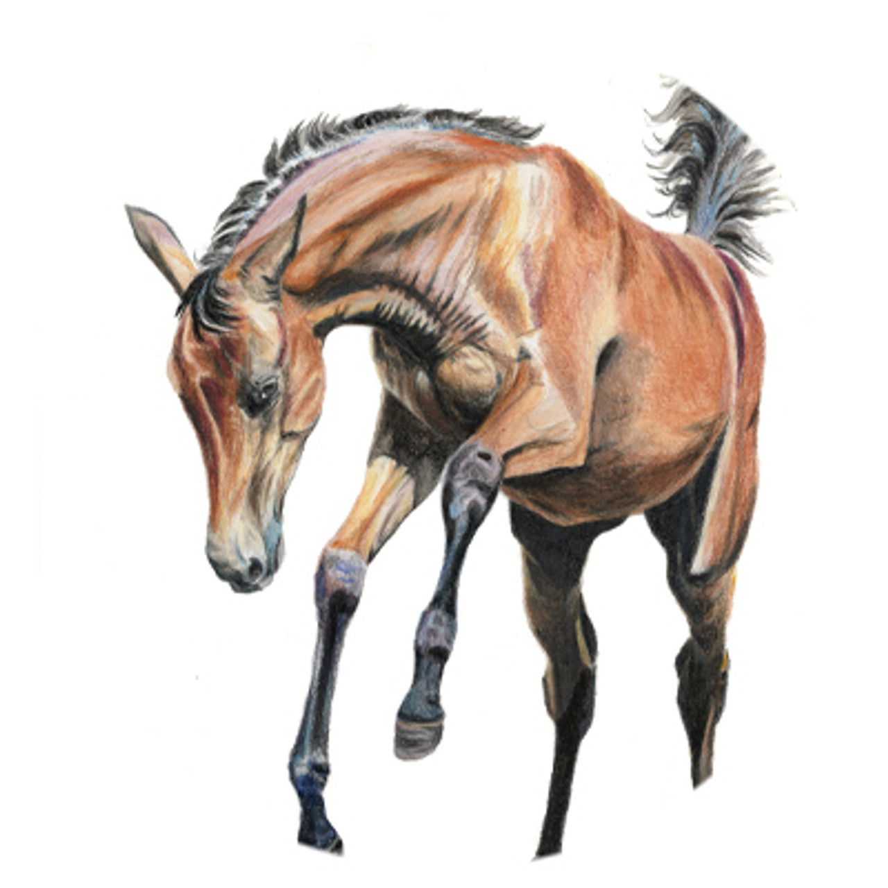 Frolicking Filly Colored Pencil