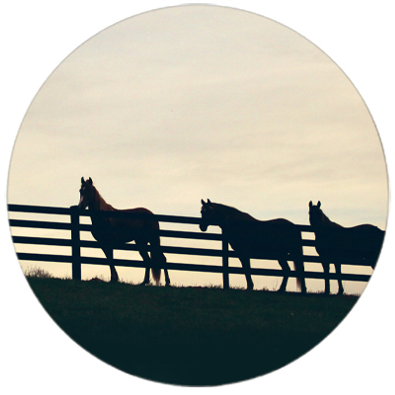 Horses at the Fence