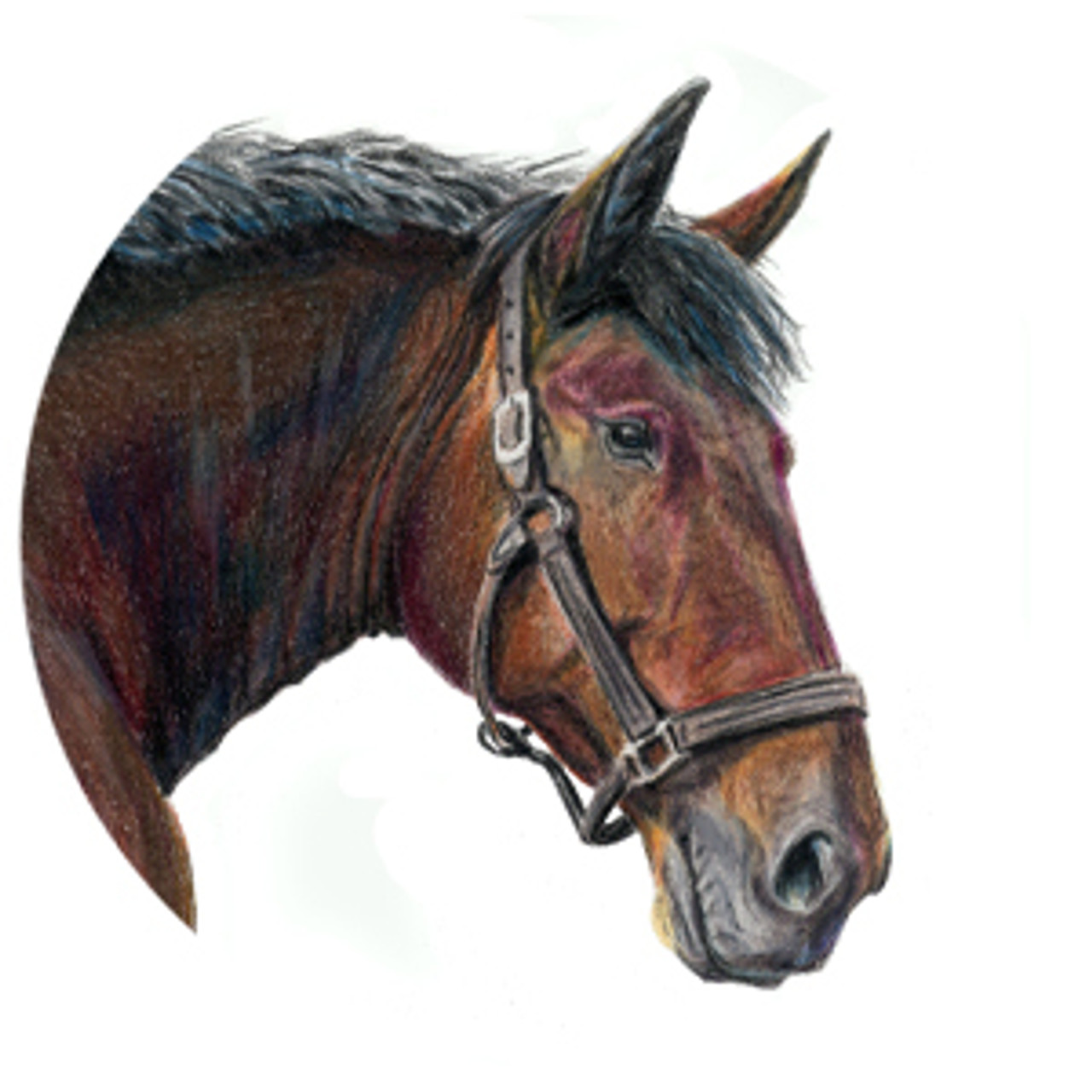 Cleveland Bay Horse Head