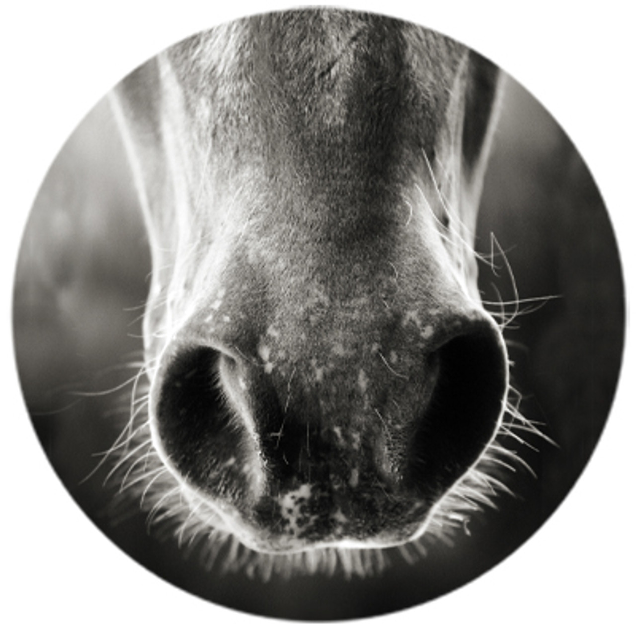 Horse Whiskers