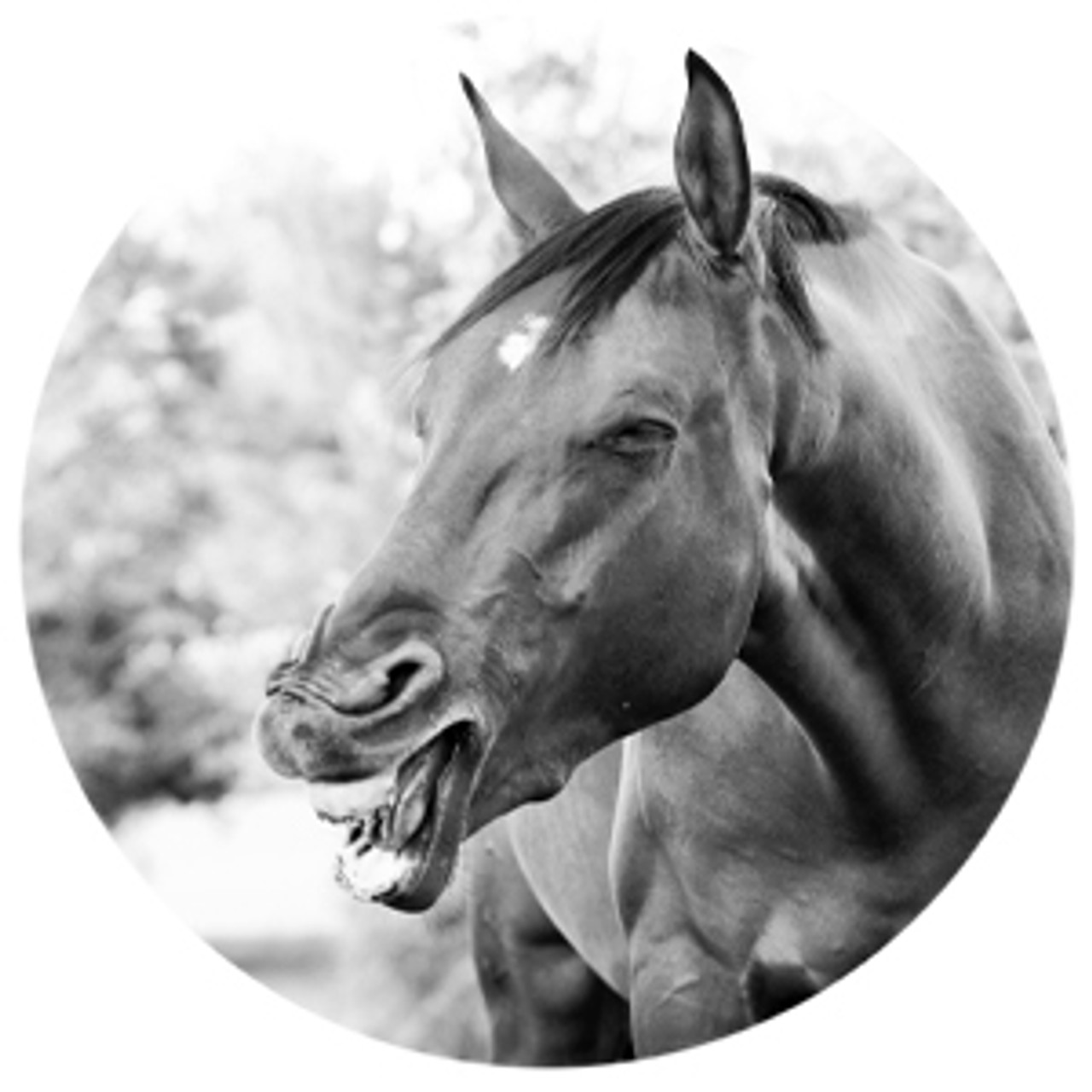 Laughing Horse