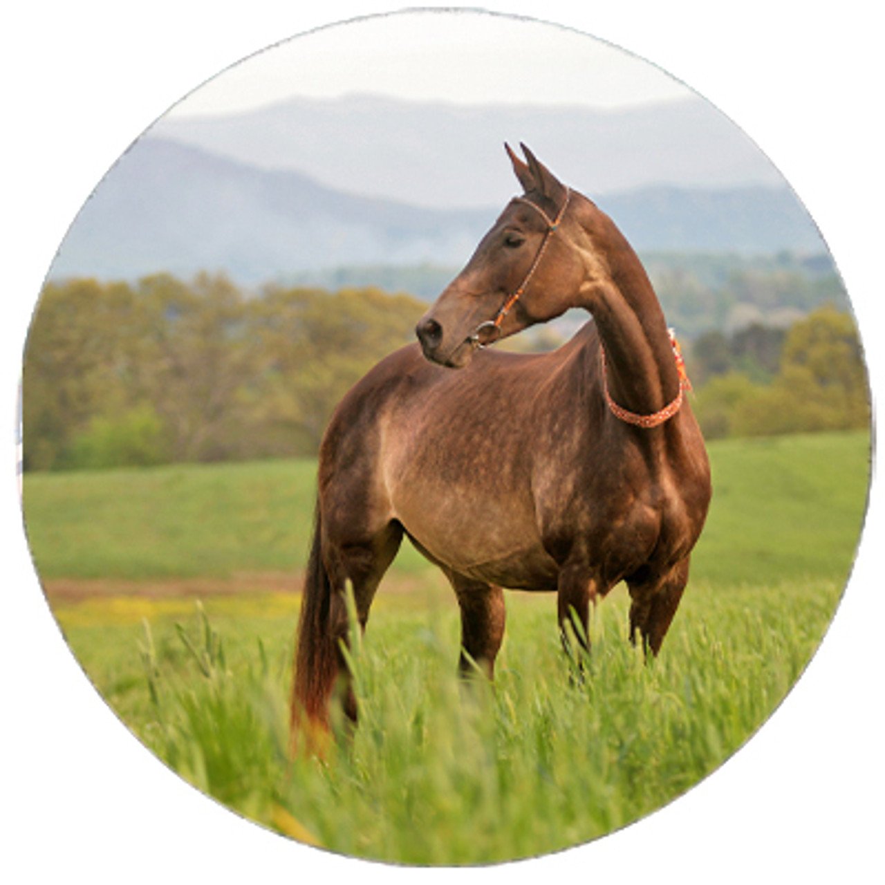 Buckskin Akhal-teke Mare