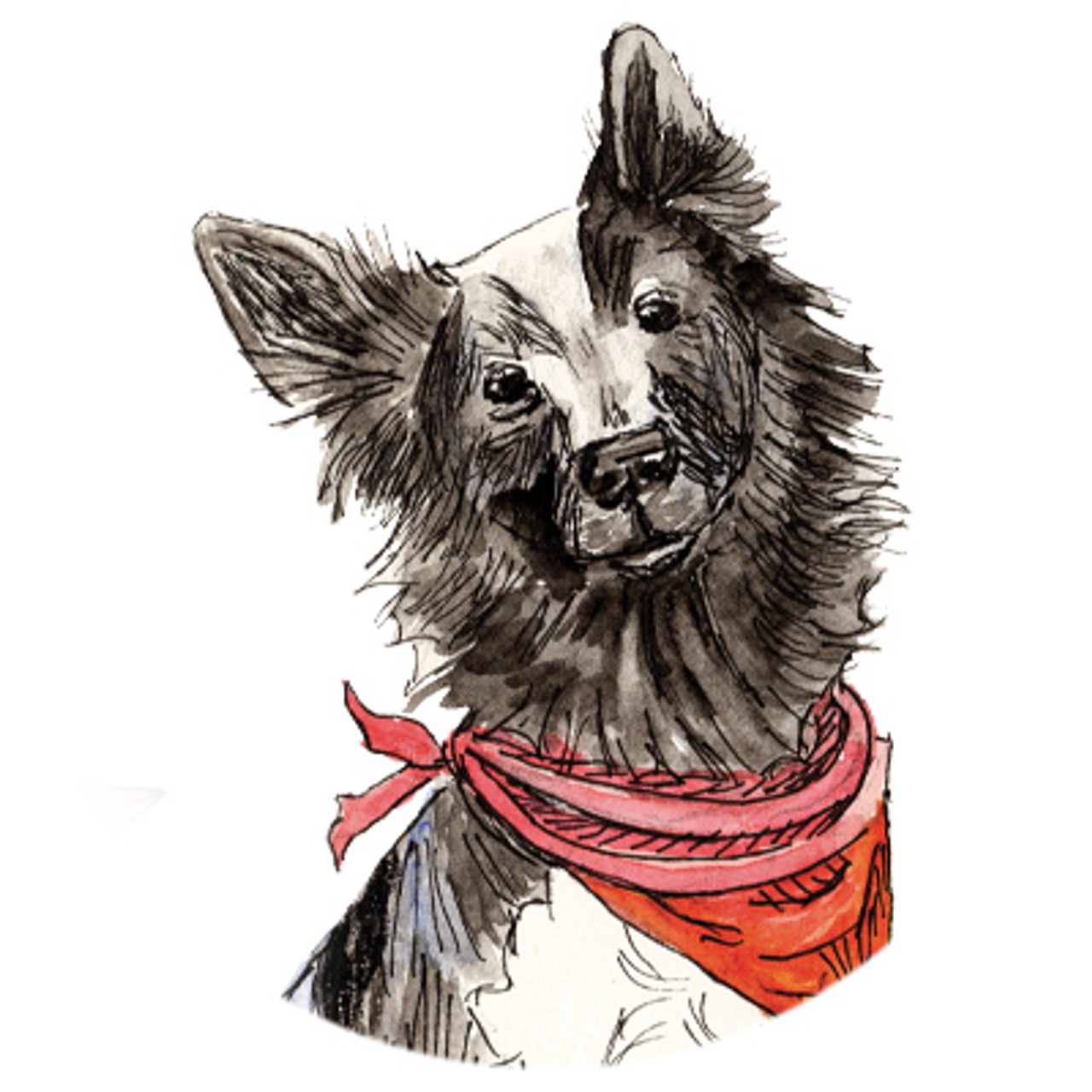 Border Collie "Badger"
