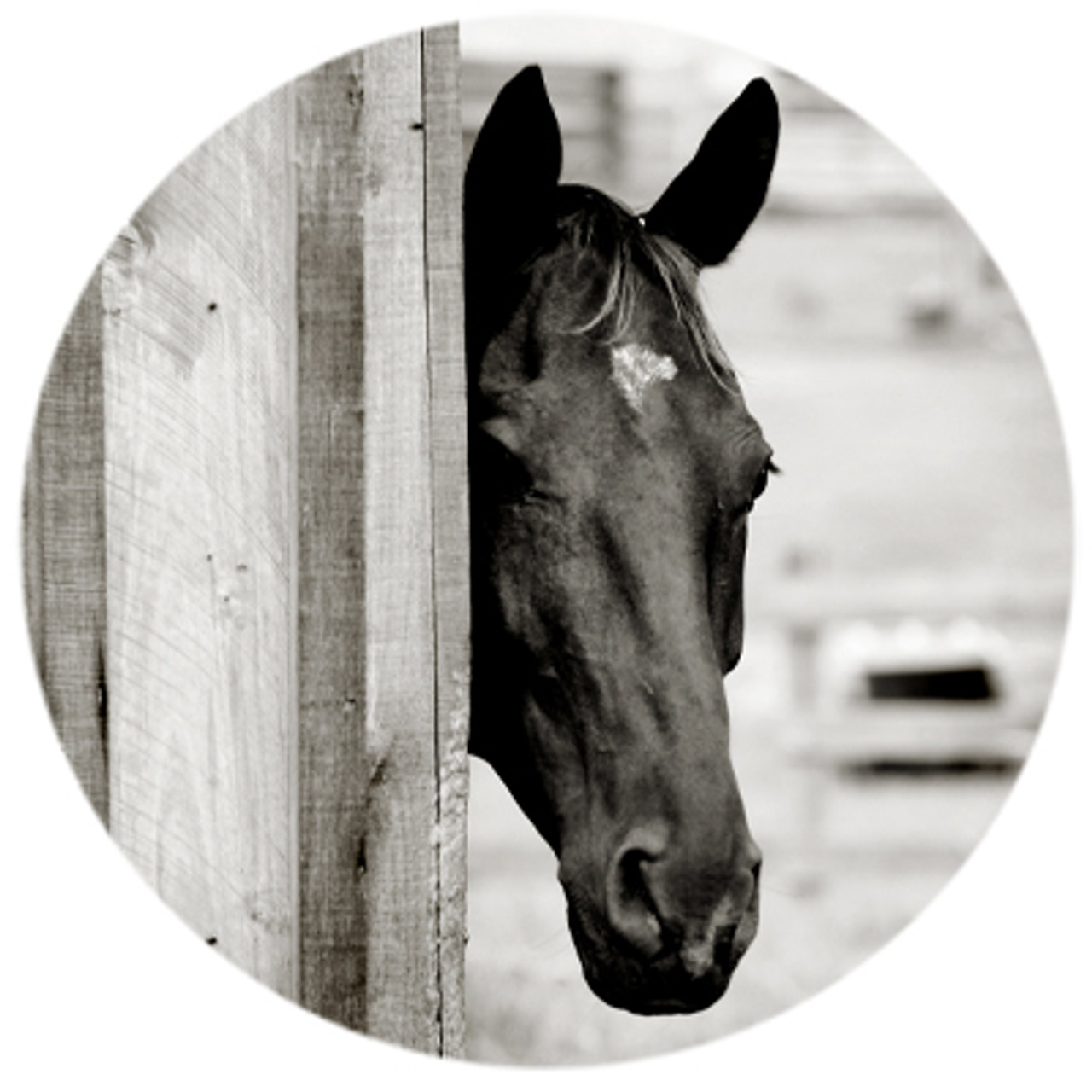 Curious Black Horse