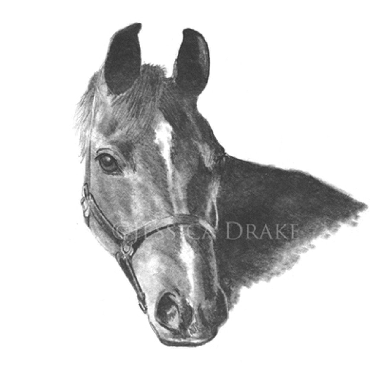 Horse Head Graphite Sketch "Buddy"