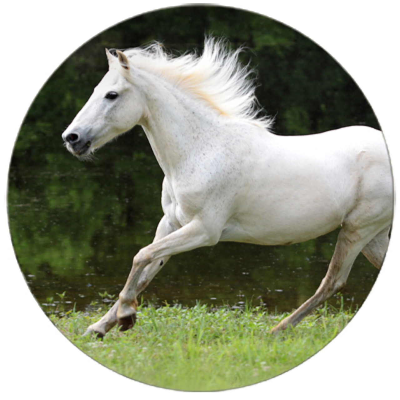 Galloping White Horse