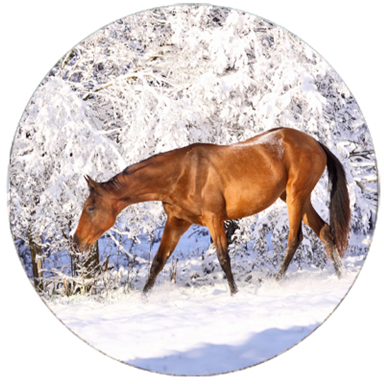 Akhal-teke in the Snow