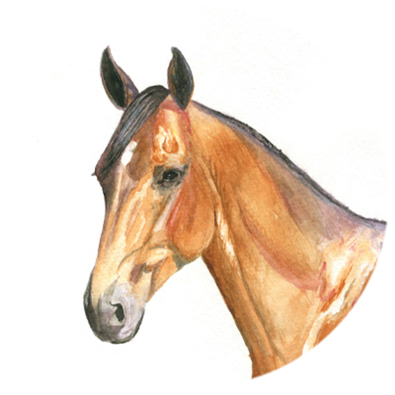 Bay Horse Head Watercolor