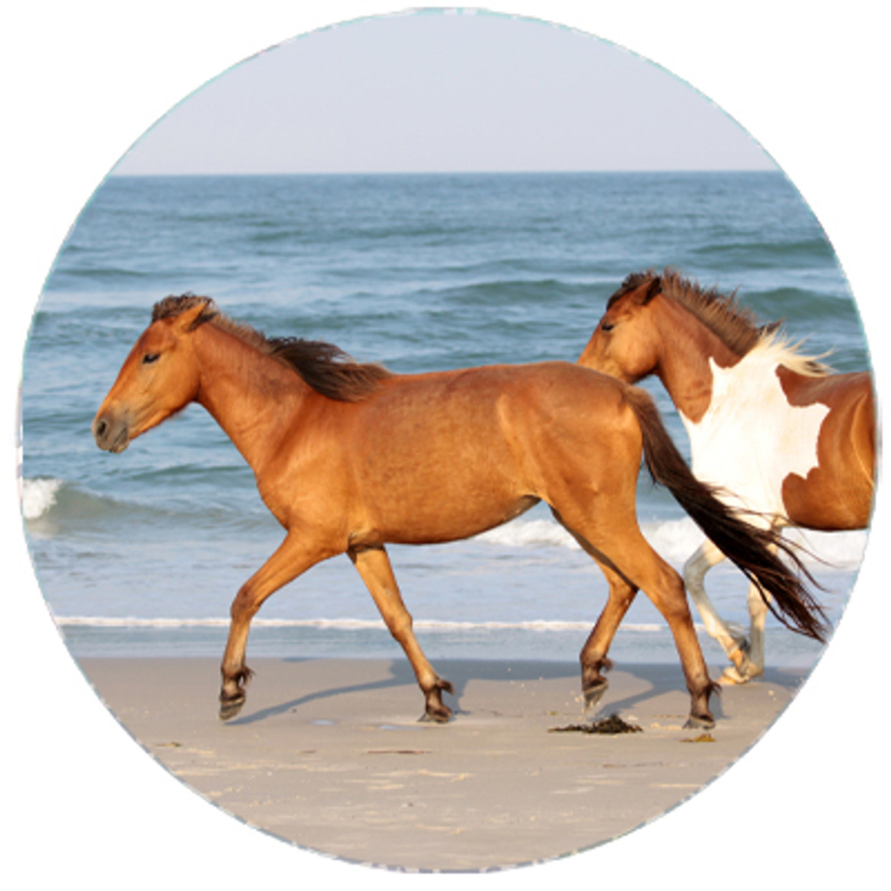 Chicoteague Ponies on the Beach
