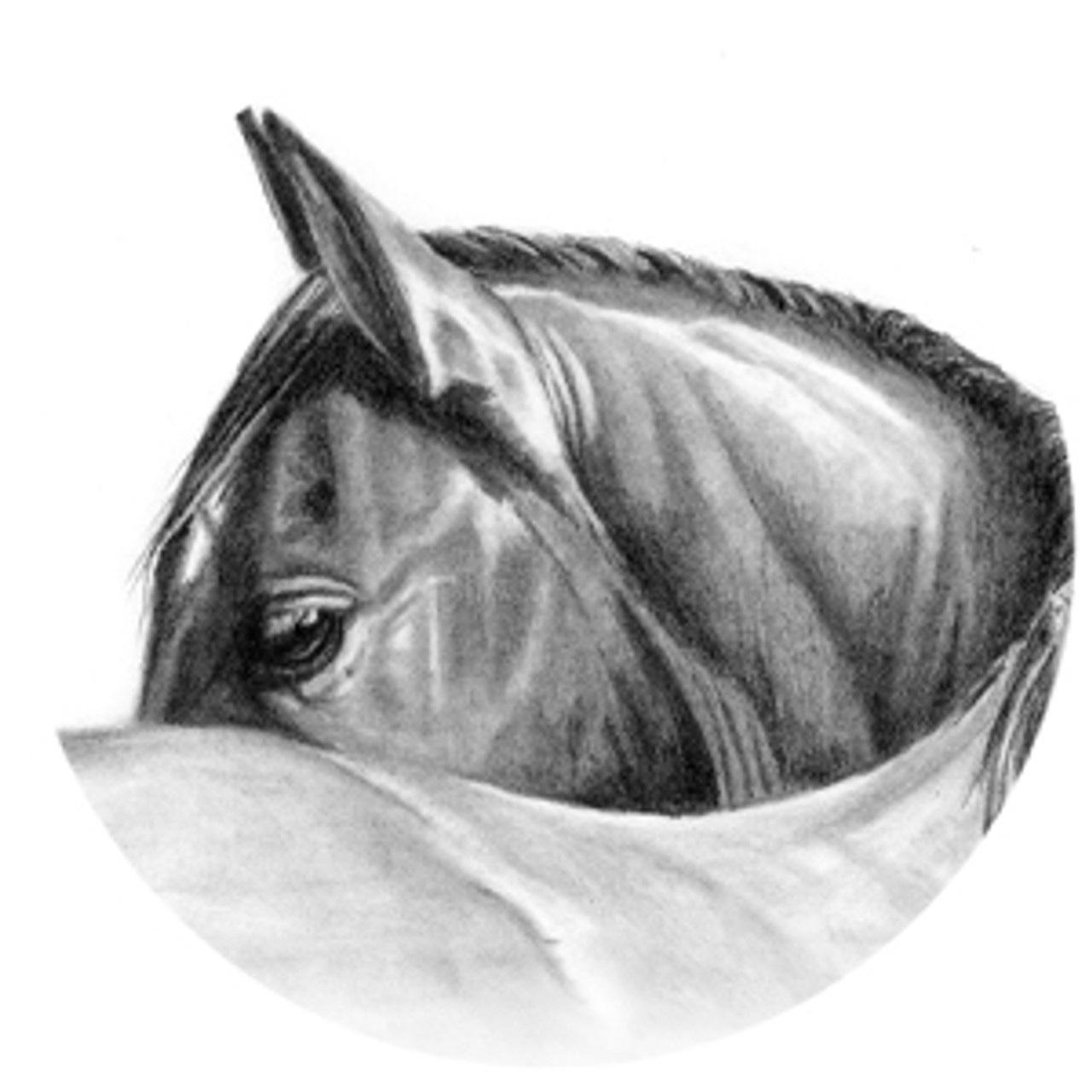 Graphite Horse Eye
