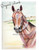 Original Watercolor Horse Painting "Metman" Akhal-teke stallion portrait