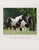 Gypsy Vanner Horses Equestrian Puzzle