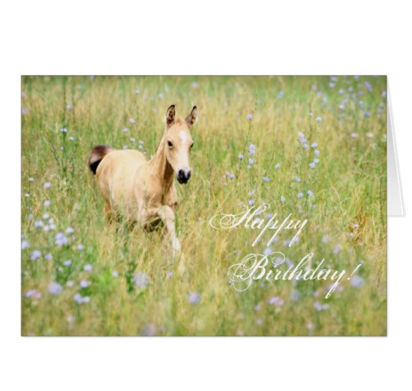 Horse Foal Happy Birthday Card