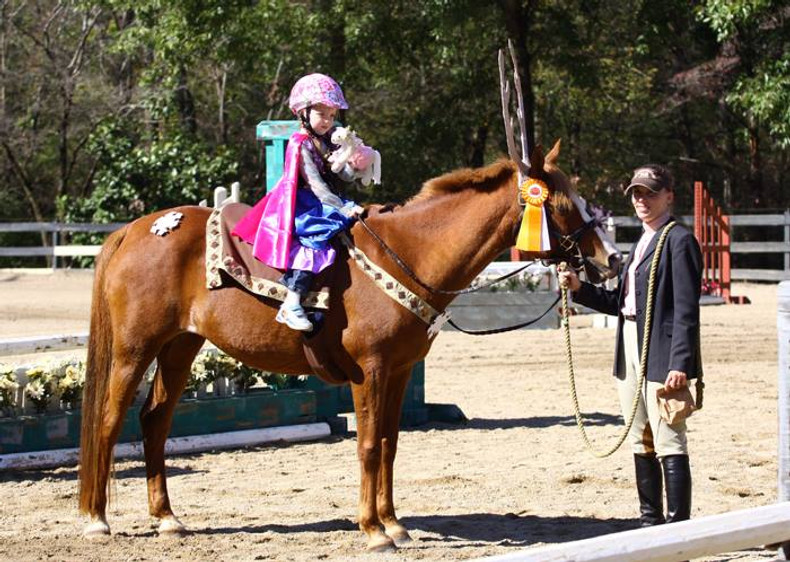 Halloween Costume For Horses