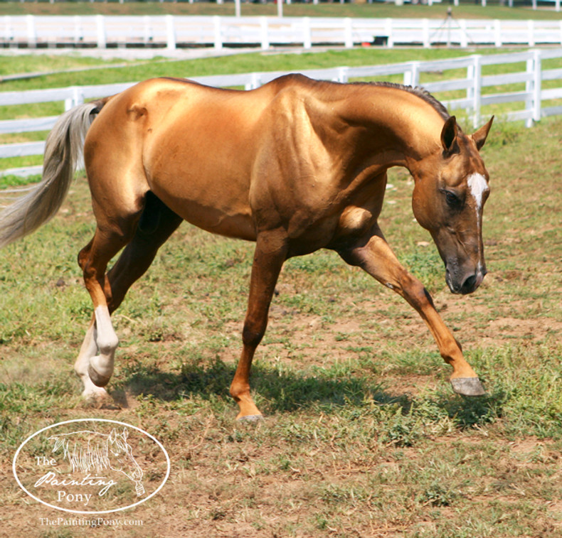 International Heritage Breeds Week - Spotlighting the Akhal-teke Horse