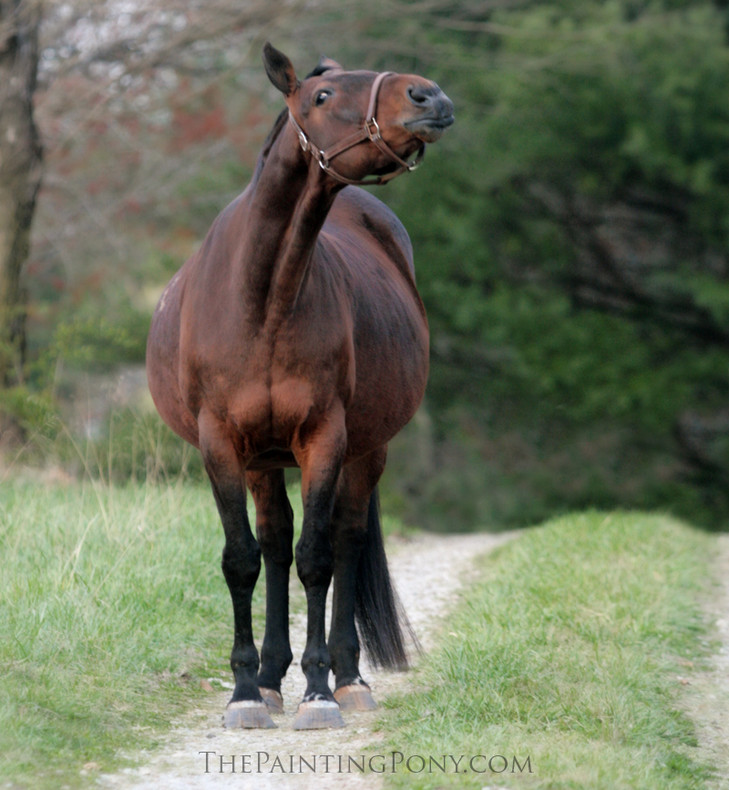 Maternity Photo Shoot for our mare, My Mercedes