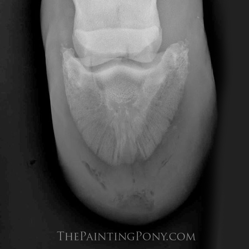 When a Hoof Abscess Isn't Just An Abscess! The Painting Pony