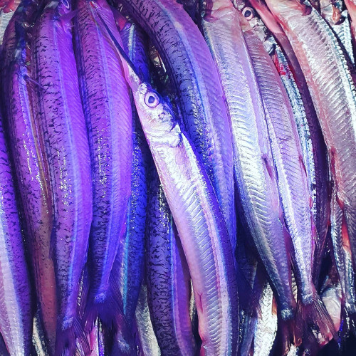 Demo on Garfish