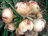 Semilla HM CLAUSE  Cebolla Presto - 500 gr