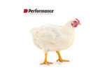 Alimento Pellet Pollos Broiler Inicial P3 Champion-Performance- 25 kg