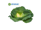 Semillas Anasac de Repollo Fausto x 5000 Sem.
