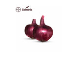 Semillas de Cebolla Morada Seminis 4593 x 100.000 semillas