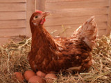 Alimento molido para gallinas Inicial Champion-Performance