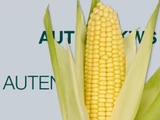 Semillas de maíz KWS Autens Poncho FAO 180 para producción animal