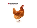 Alimento pellet Final Performance para gallinas ponedoras