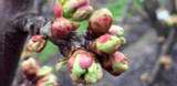 Hoy no basta con una floración homogénea: el desafío es potenciar la brotación foliar activa en cerezos