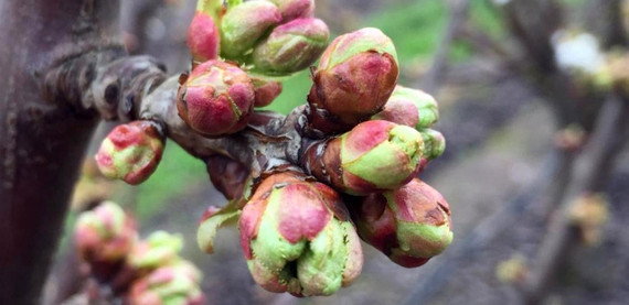 Hoy no basta con una floración homogénea: el desafío es potenciar la brotación foliar activa en cerezos