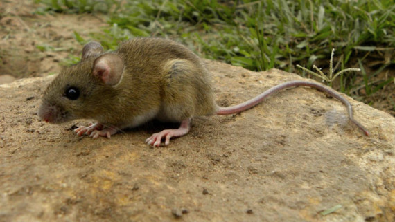Más Lluvias, Más Roedores: Cómo Prevenir Infestaciones con Rodenticidas Klerat®