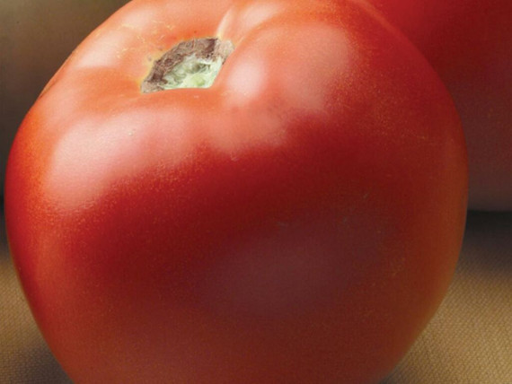 Semillas SEMINIS Tomate híbrido Toqui 1000 semillas