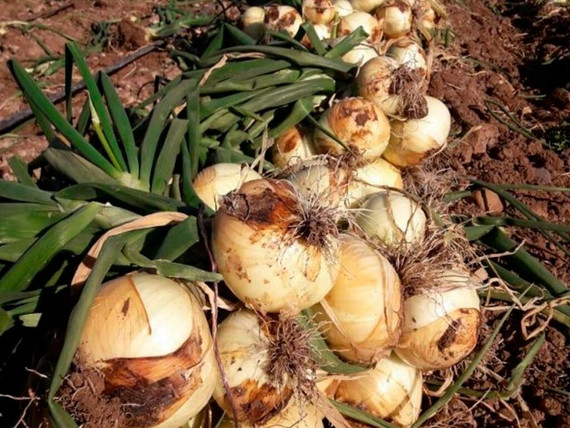 Semilla HM Clause cebolla Presto 500 gramos para cultivo profesional