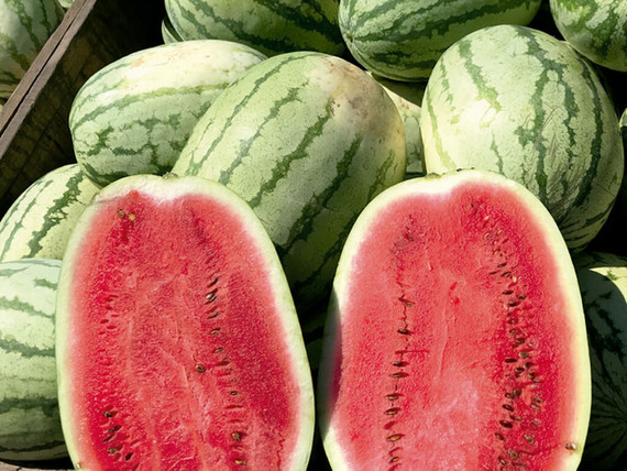 Semilla Sandía Vista - 1000 semillas