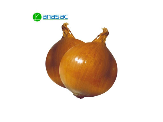 Semillas de Cebolla Valenciana Cobra Anasac x 1 Kg