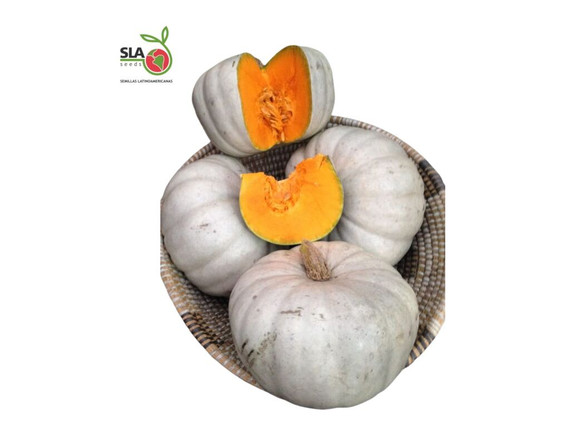 Semillas de Zapallo Buin x 1.000 Semillas