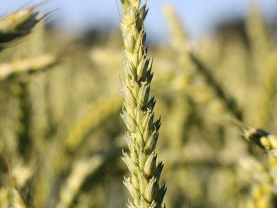 Semillas Trigo Bakan Baer C2 SEK x 25 kg